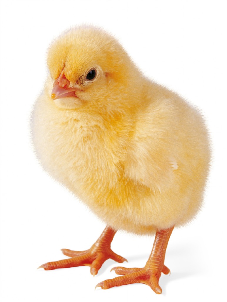 Heavy Broiler Avizoo Euroagricola s.s.