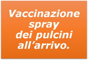 Vaccinazione Spray dei pulcini all'arrivo_Z