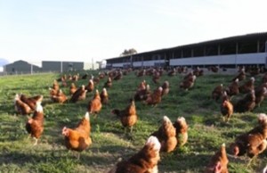 Il comportamento dei polli da carne Free-range