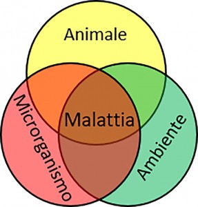 Perché i polli si ammalano1