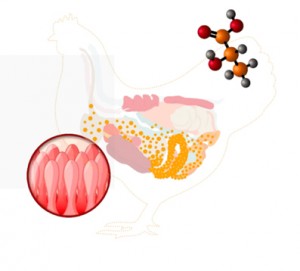 La salute intestinale pollastre_oviaole_1